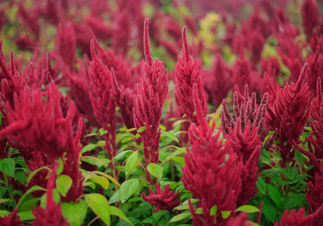 Red Amaranthus flowers stand upright, surrounded by vibrant green leaves in a densely packed garden. The crimson spikes create a striking contrast against the lush foliage in this outdoor setting.