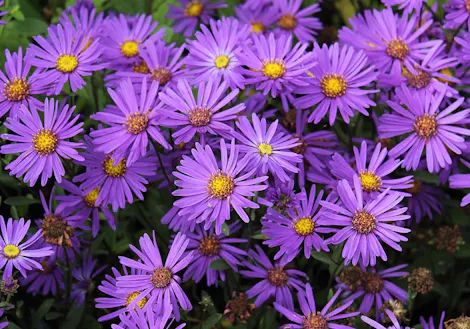 Purple asters with yellow centers bloom densely, filling the frame, surrounded by dark green foliage.