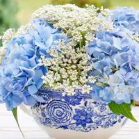 A blue and white intricate floral patterned vase holds a bouquet of pale blue hydrangeas and delicate white Queen Anne's Lace flowers, set against a blurry green and beige background.