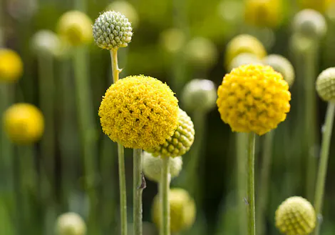 Bright yellow, spherical flowers, resembling small pom-poms, bloom on slender green stems against a blurred green background, creating a vibrant field of striking, upright floral arrangements.