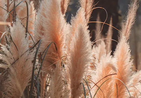 Feathery plumes of pampas grass sway gently in the breeze, illuminated by soft sunlight, amidst a backdrop of darker foliage.