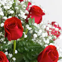 Red roses resting among baby's breath and greenery, tightly bundled together, placed against a plain light background.