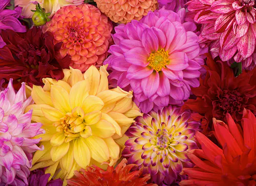A variety of vibrant dahlia flowers bloom in close-up, showcasing colors of pink, red, yellow, and purple, creating a dense, colorful floral arrangement.