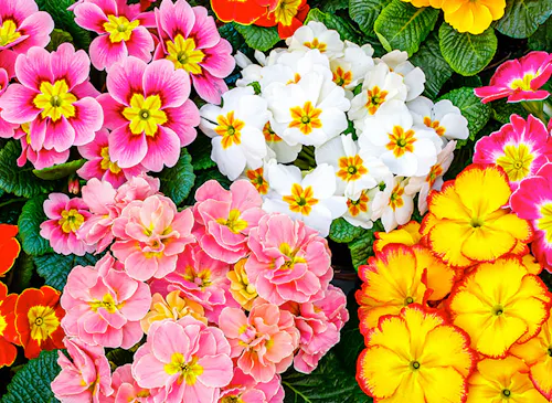 Brightly colored flowers, including pink, white, and yellow blooms, are clustered closely together, with vibrant green leaves peeking through, creating a vivid, lush garden display.