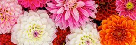 Various flowers bloom side by side, showcasing vibrant hues of pink, white, orange, and red petals, creating a colorful and densely packed floral arrangement.