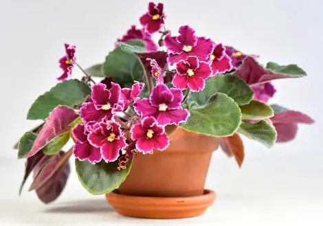 A potted African violet with vibrant purple flowers and green leaves sits in a terracotta pot against a plain white background.