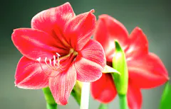 Two warm, deep pink amaryllis blossoms