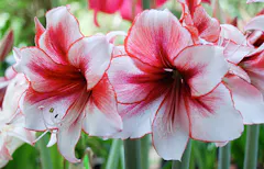 A white and deep red amaryllis bloom grows in the wild