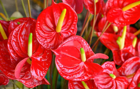 Cluster of vibrant red anthurium flowers with yellow and green spadices, growing amidst green foliage in a garden setting.