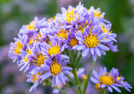 Photograph of blue Asters