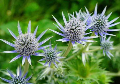 A handful of thistle in the wild, offset against a lush green field