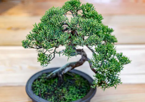 A small bonsai tree sits in a round black pot; its intricate branches and dense, green foliage are placed on a wooden surface.