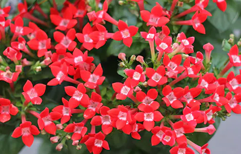 Photograph of a bouvardia