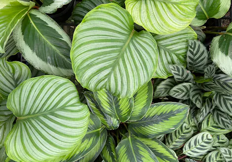 A calathea with broad, green variegated leaves with white and dark green stripes overlap closely in a dense arrangement, creating a lush, vibrant foliage display.