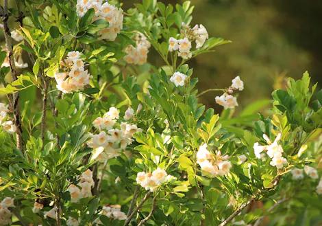 Dense cluster of yellow and white flowers blooming on leafy green branches, set against a blurred background of foliage.
