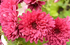 Pink chrysanthemums blooming vibrantly, showcasing lush petals and detailed centers. They are clustered together, surrounded by green leaves, in a bright natural setting.