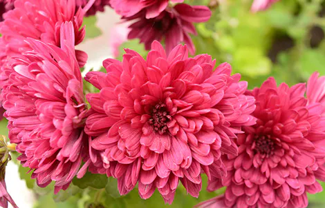 Photograph of a cushion chrysanthemum