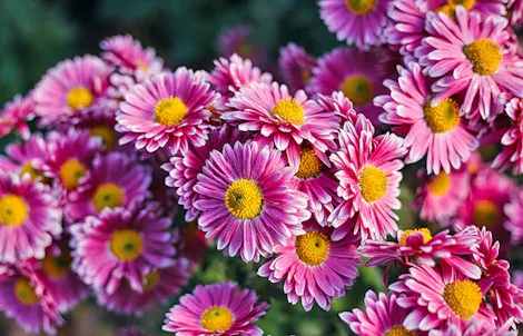 Photograph of a daisy chrysanthemum