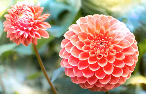 Two peach dahlias bloom amidst lush green foliage, their petals in tight, spiral formations, basking in soft, natural light.