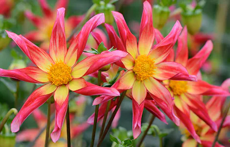 Brightly colored daisy-shaped flowers with pointed yellow and red petals and central yellow disks bloom in a lush green garden.