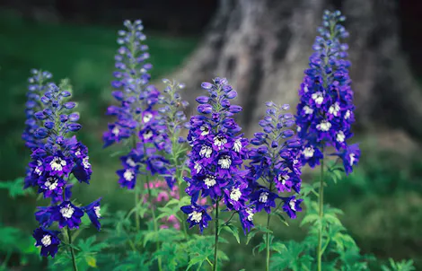 Photograph of a delphinium
