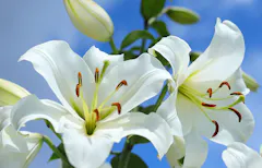 On a stem with several closed pods, two easter lily blooms stand in contrast to the cool blue sky