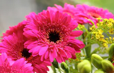 Bright pink gerbera daisies bloom vibrantly, set against a blurred, green and grey background.