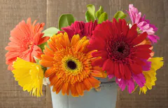 Pink, yellow, orange, red and gold gerberas in a large white vase