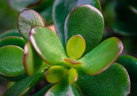 A green succulent plant with thick, glossy oval leaves, some with red-tinged edges, growing in a close-up garden setting.
