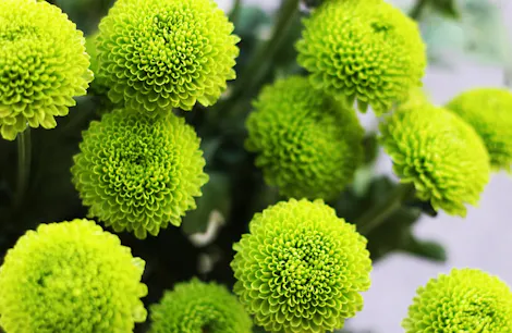 Bright green chrysanthemums bloom, set against a backdrop of blurred leaves and stems.