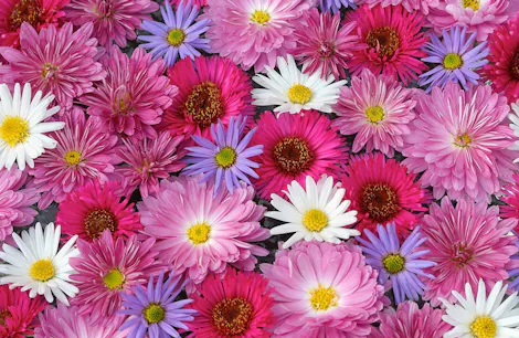 Colorful daisies and chrysanthemums interwoven, displaying vibrant pink, white, red, and purple hues, create a dense, visually stimulating floral pattern