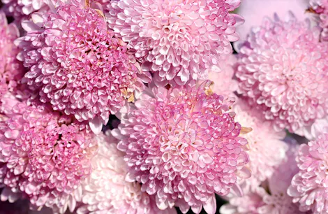 Pink chrysanthemums tightly cluster together, showcasing vibrant, layered petals in full bloom. The background is filled with more blossoms, creating a dense, floral carpet.