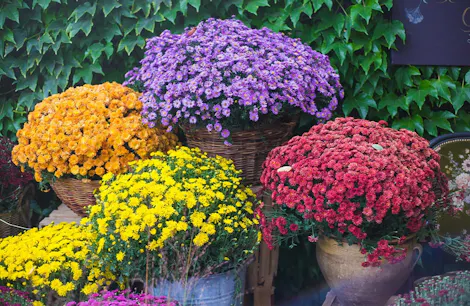 Pots of purple, red, yellow, and orange flowers in full bloom are arranged against a lush green ivy-covered wall.