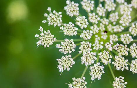 Photograph of a queen anne's lace