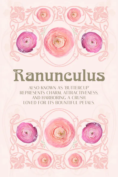 Text: "Ranunculus. Also known as 'Buttercup,' represents charm, attractiveness, and harboring a crush. Loved for its bountiful petals."