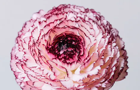 A large, single flower with layered pink and white petals is fully bloomed against a plain, light grey background.