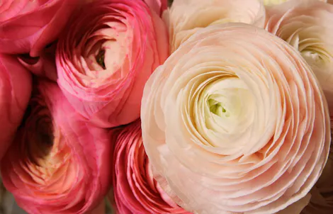 Close-up of tightly clustered pink and cream ranunculus flowers, with delicate, layered petals in full bloom. The flowers tightly fill the frame, showcasing their vibrant colors and intricate texture.