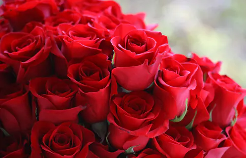 A single red rose blossom in a lush green field