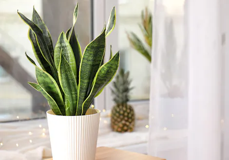 A snake plant in a white pot is placed on a light wooden table by a window, with a pineapple and sheer curtains in the background.