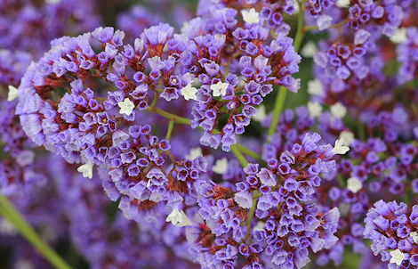 Photograph of a statice