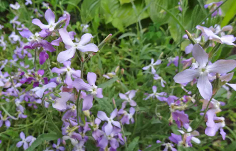Purple and white flowers grow amidst lush green foliage in an outdoor garden, with petals stretching out.