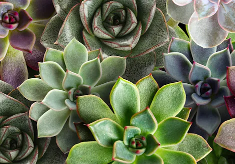 Close-up view of various succulents with vibrant green, purple, and blue hues, arranged densely together, displaying diverse leaf shapes and textures in natural sunlight.