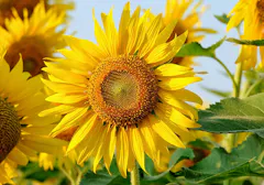 A cluster of sunflowers in the wild on a bright day