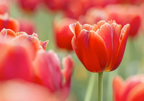 A vibrant red tulip stands upright, with delicate petals partially open, surrounded by a field of blurred red tulips and green stems in soft, natural light.