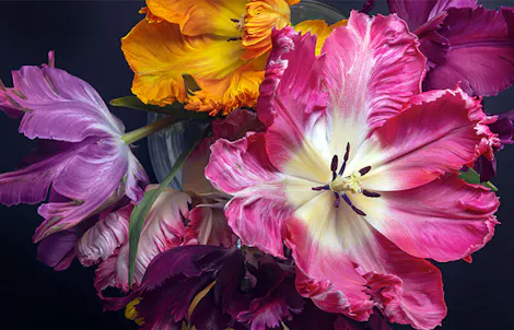 A vibrant arrangement of multicolored tulips with ruffled petals, positioned in a vase, set against a dark background. The flowers exhibit shades of pink, purple, and yellow, radiating vividness.