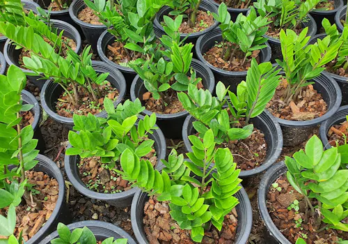 A dozen young, potted zz plants are lined up in a greenhouse
