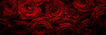Red roses with water droplets densely fill the frame, creating a lush, textured background of vibrant petals.