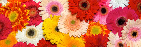 Vibrant varieties of colorful gerbera daisies, including red, pink, yellow, and orange, are densely arranged without visible stems, creating a vivid and cheerful floral tapestry.