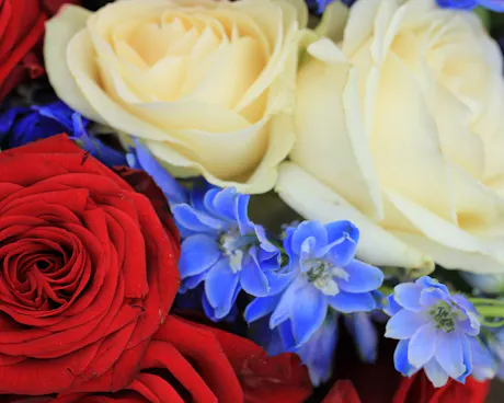 Red and white roses with blue blooms in a patriotic Fourth of July floral arrangement close up
