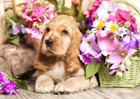 A cute brown puppy rests beside a basket of flowers